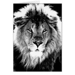 Black & White Lion cards
