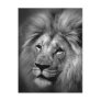 Black & White Lion Photo Postcard