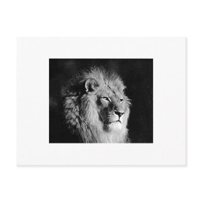 Black & White Lion Photo Postcards by made_in_atlantis