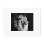 Black & White Lion Photo postcards