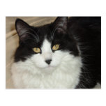 Black & White Longhaired Cat Closeup Post Card