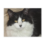 Black & White Longhaired Cat Closeup Post Card