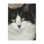 Black & White Longhaired Cat Closeup Post Card