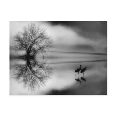 Black & White Morning Post Card by kcranmerart