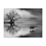Black & White Morning Post Card postcards