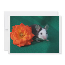 Black White Mouse and Orange tea rose