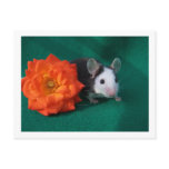 Black White Mouse and Orange tea rose Post Card