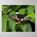 Black White Orange Pattern Butterfly Poster