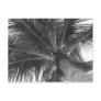 Black & White Palm postcard