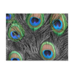 Black & White Peacock Postcard
