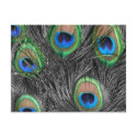 Black & White Peacock Postcard