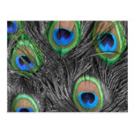 Black & White Peacock Postcard