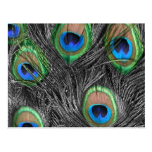 Black & White Peacock Postcard