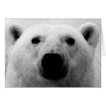 Black & White Polar Bear Cards
