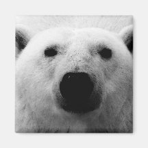 Black & White Polar Bear Fridge Magnets