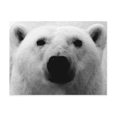 Black & White Polar Bear Post Cards by made_in_atlantis