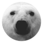 Black & White Polar Bear stickers