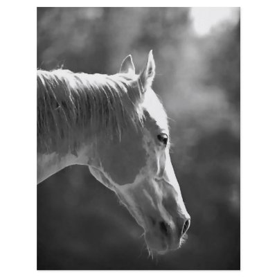 Black & White Pop Art Horse Flyers by made_in_atlantis