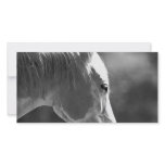 Black & White Pop Art Horse photo cards