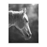 Black & White Pop Art Horse Postcards