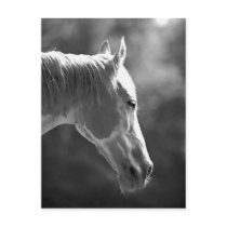 Black & White Pop Art Horse Postcards
