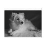 Black & White portrait Japanese Spitz canvas prints