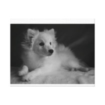 Black & White portrait Japanese Spitz Gallery Wrap Canvas