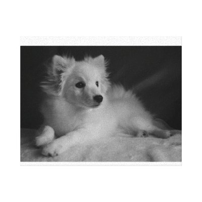Black & White portrait Japanese Spitz Gallery Wrap Canvas by Hakumichi