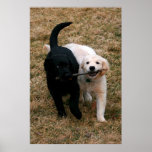 Black & white puppies poster posters
