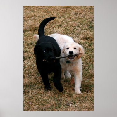 Black & white puppies poster by heathenos