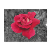 Black White Red Rose Postcard