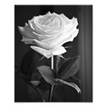 Black & White Rose Print Photo Art