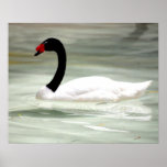 Black & White Swan, the Love Bird posters