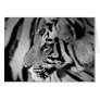 Black & White Tiger Cards