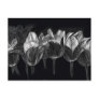 Black White Tulip Garden Flower Scratchboard Art Post Card