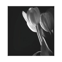 Black & White Tulips Canvas Print