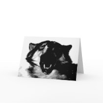 Black & White Wolf