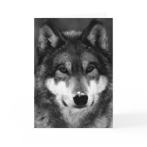Black & White Wolf