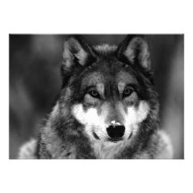 Black & White Wolf Invitation