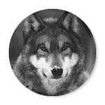 Black & White Wolf