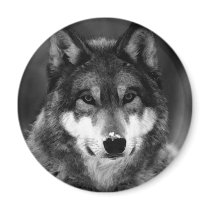 Black & White Wolf