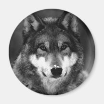 Black & White Wolf Magnet