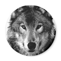 Black & White Wolf Portrait