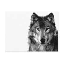 Black & White Wolf Portrait