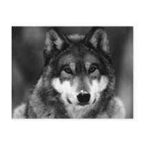 Black & White Wolf
