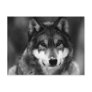 Black & White Wolf