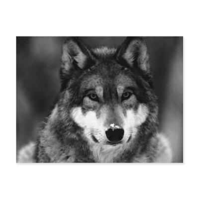 Black & White Wolf by made_in_atlantis
