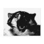 Black & White Wolf Post Cards