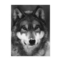 Black & White Wolf