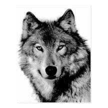 Black & White Wolf Postcard
